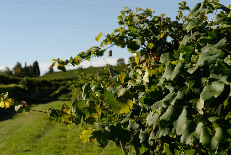 wildbacher-il-vitigno
